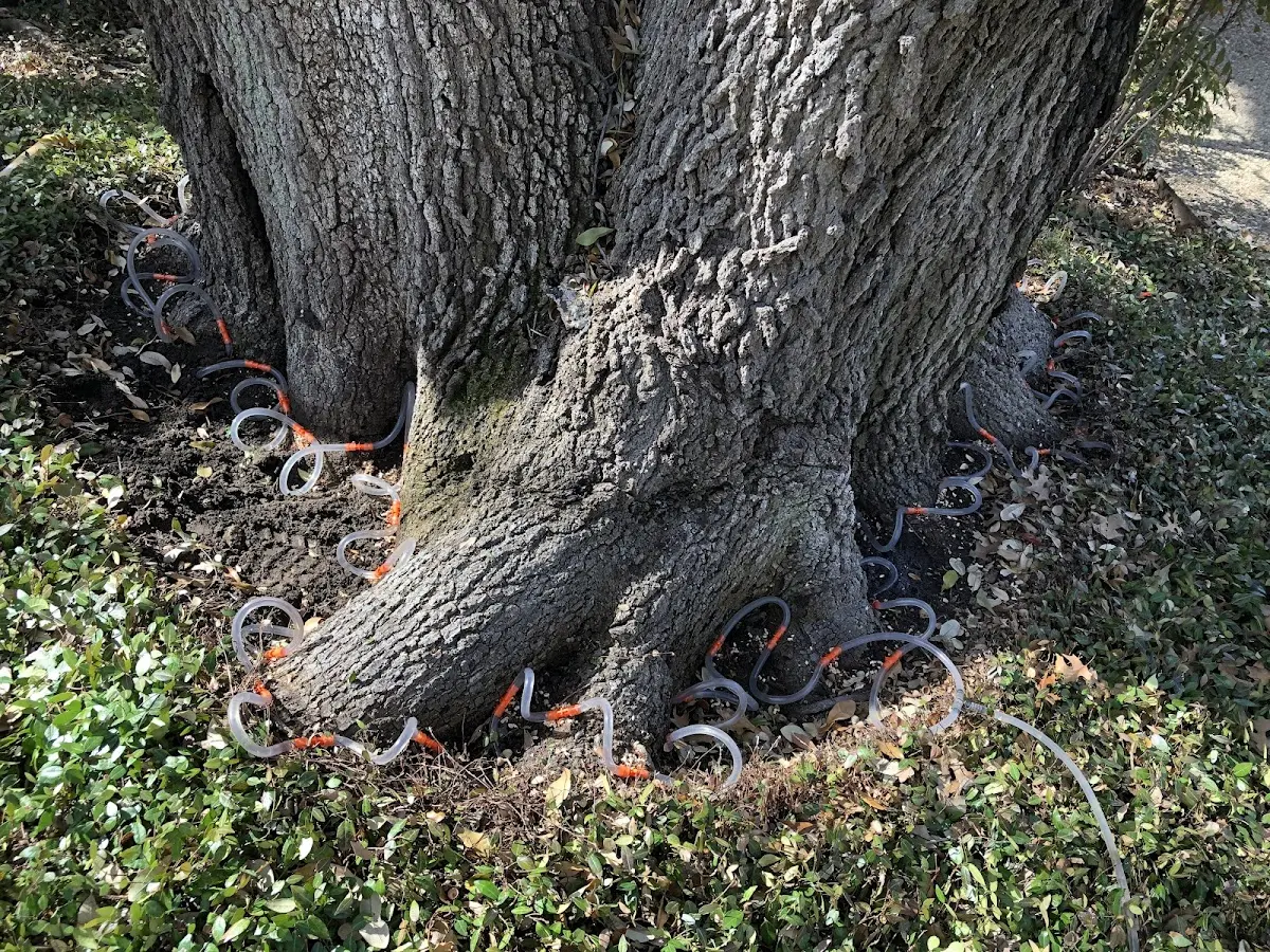 Detailed Tree Cabling and Bracing job site in Carlos