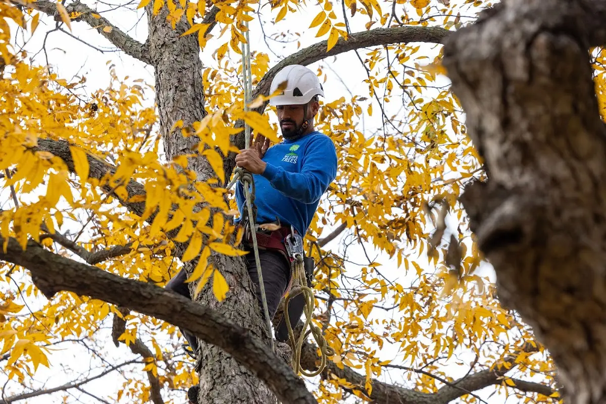 Skilled Storm Damage Cleanup crew working in Carlos